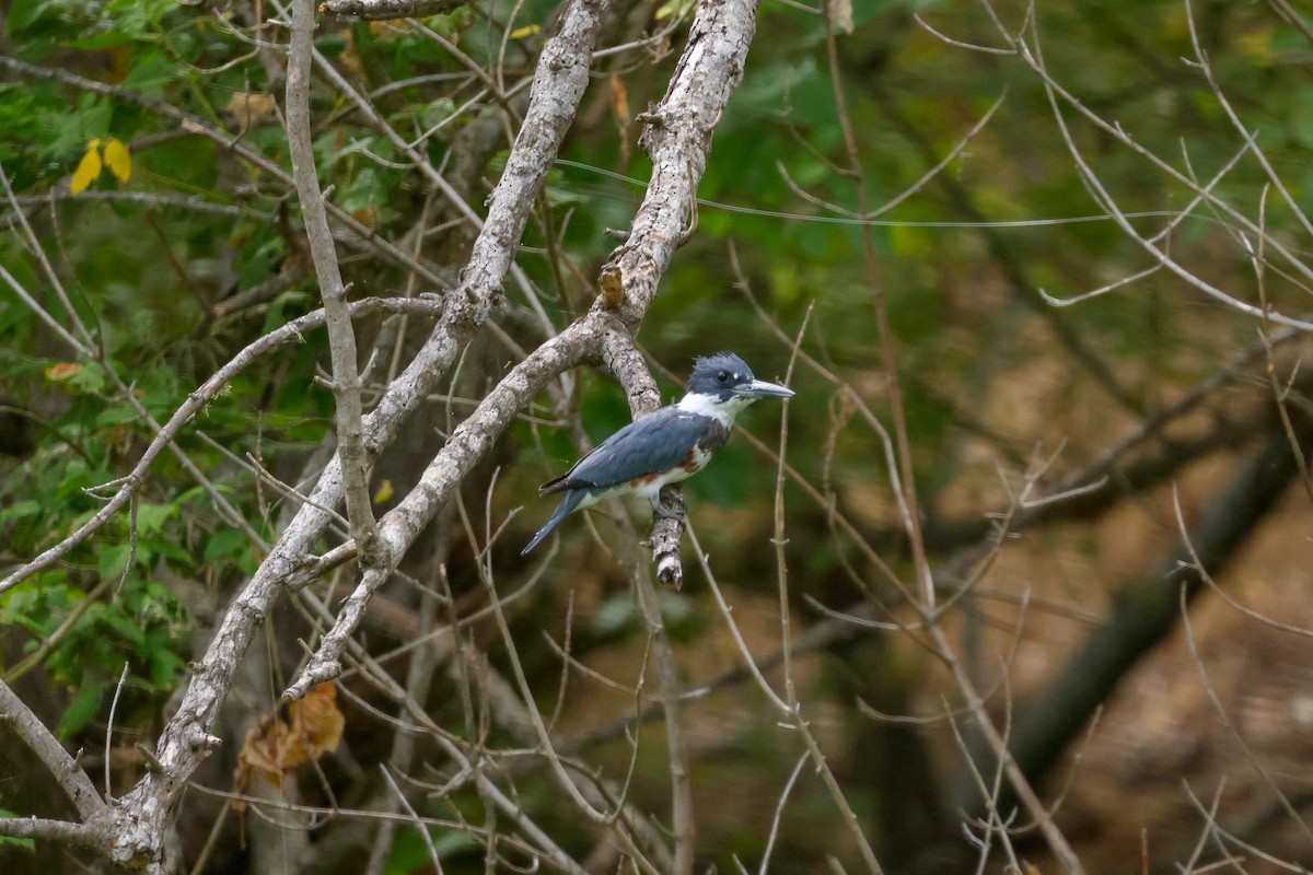 Belted Kingfisher - ML609673126