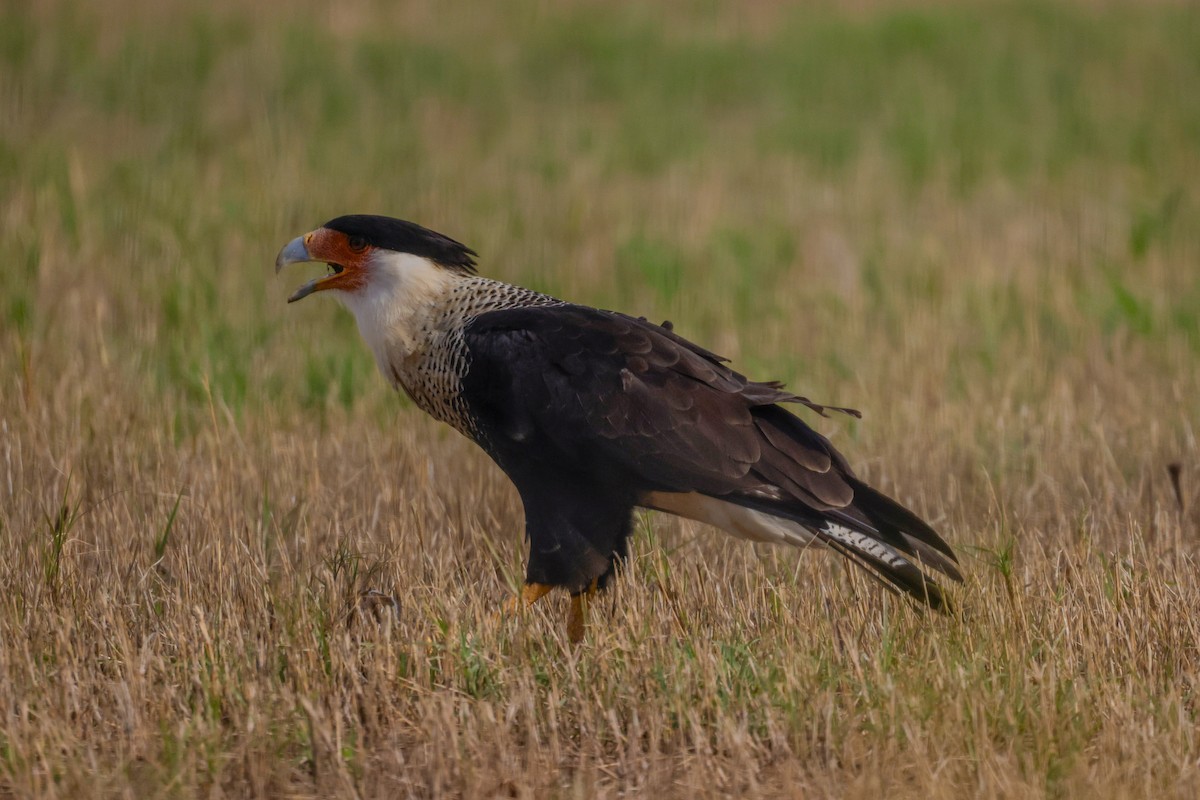 Crested Caracara (Northern) - Ardell Winters