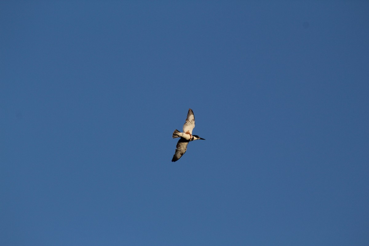 Belted Kingfisher - ML609673226