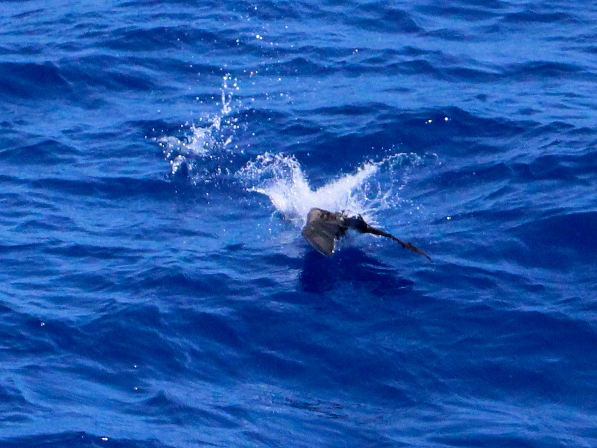 Brown Booby - ML609673243