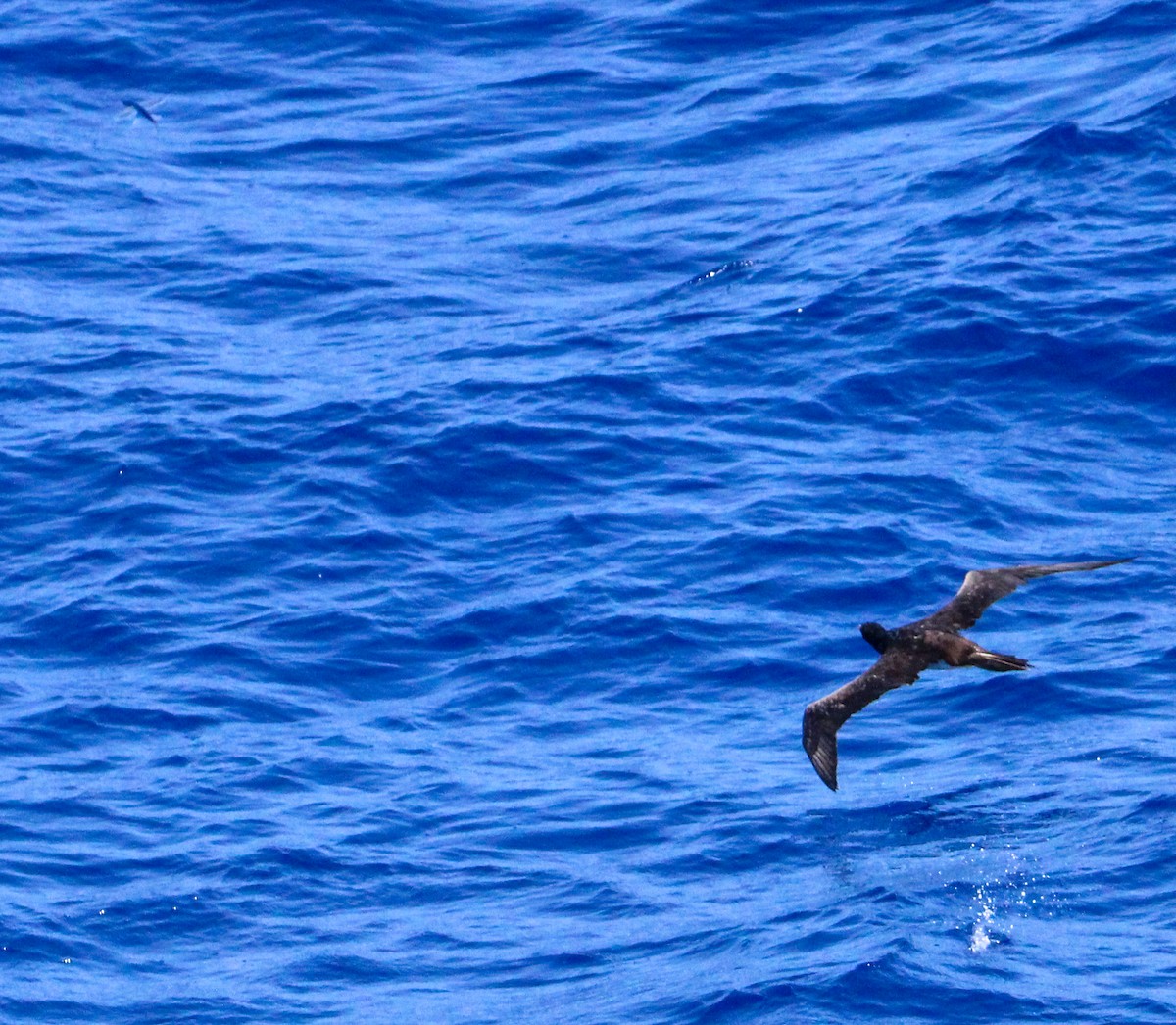 Brown Booby - ML609673246