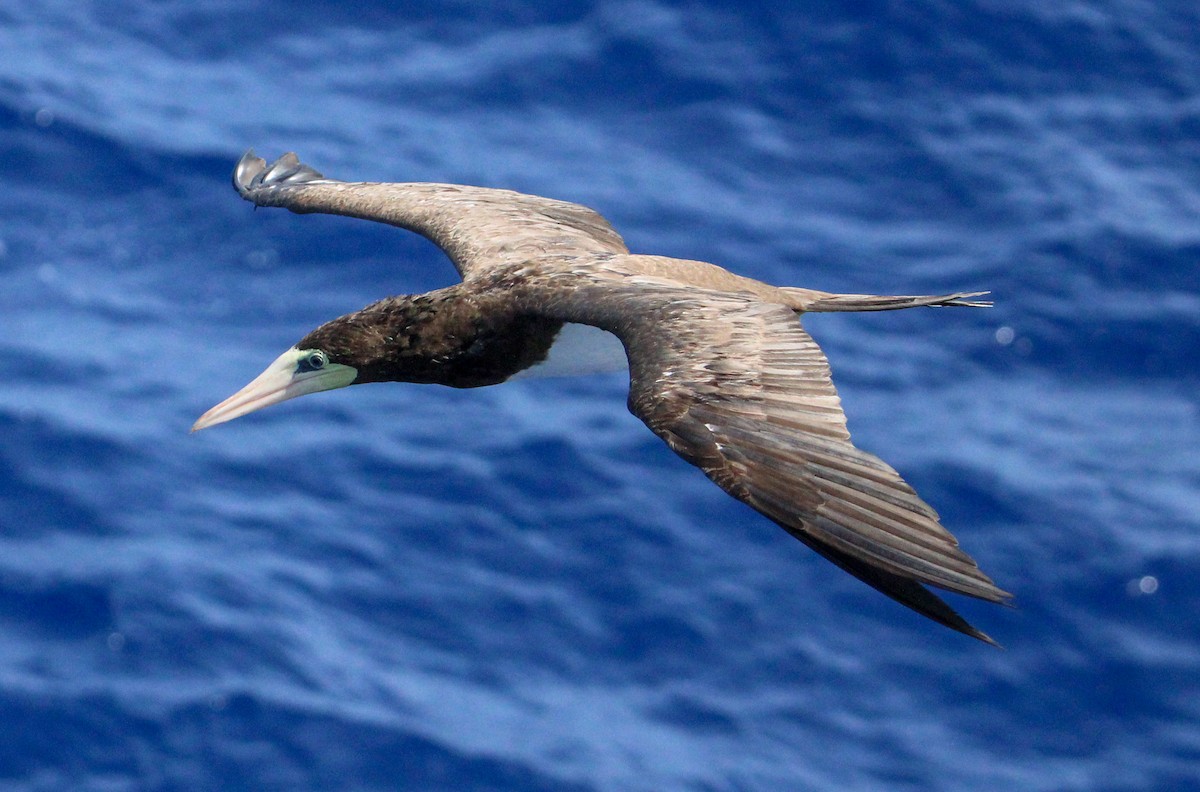 Brown Booby - ML609673249