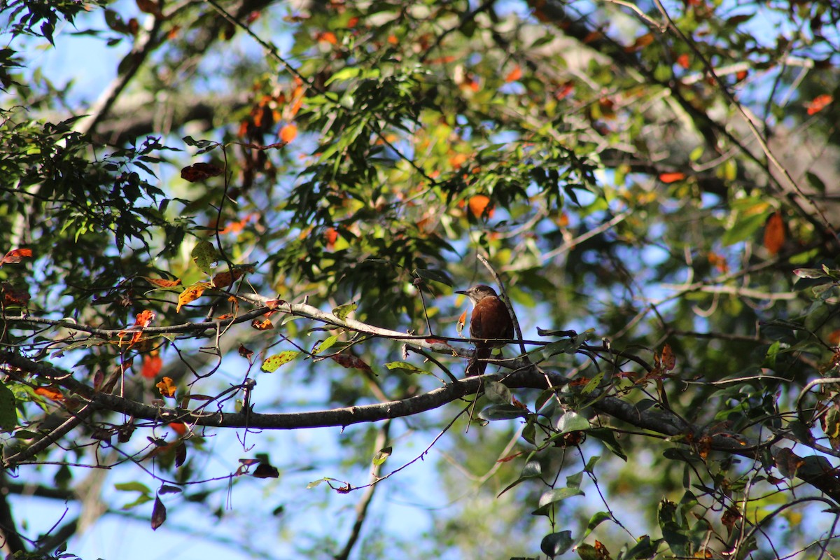 Brown Thrasher - Randi Williams