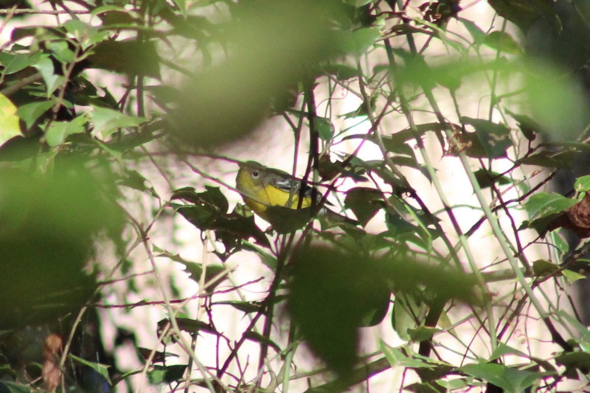 Magnolia Warbler - Randi Williams