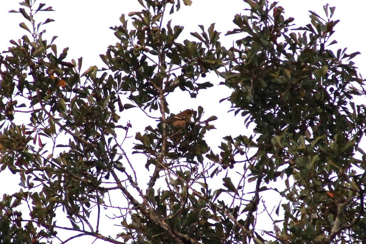 Bay-breasted Warbler - Randi Williams