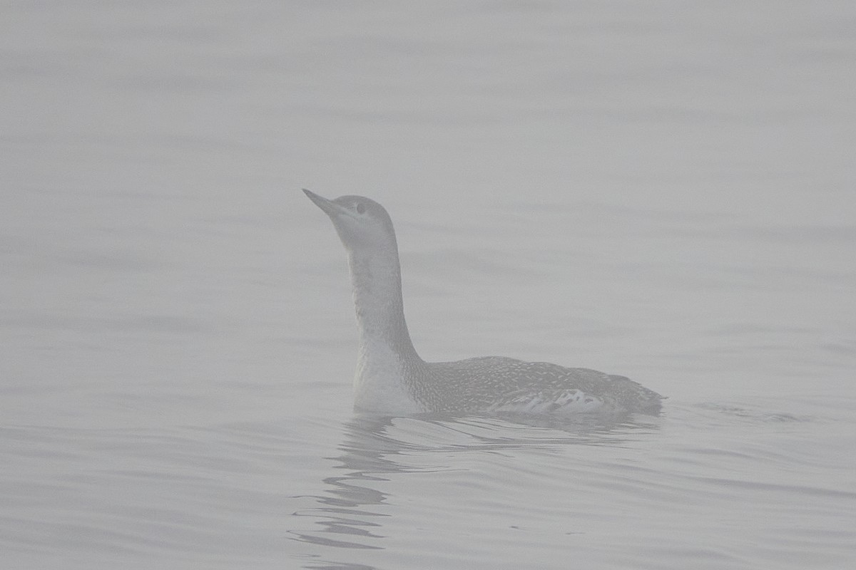 Red-throated Loon - ML609673352