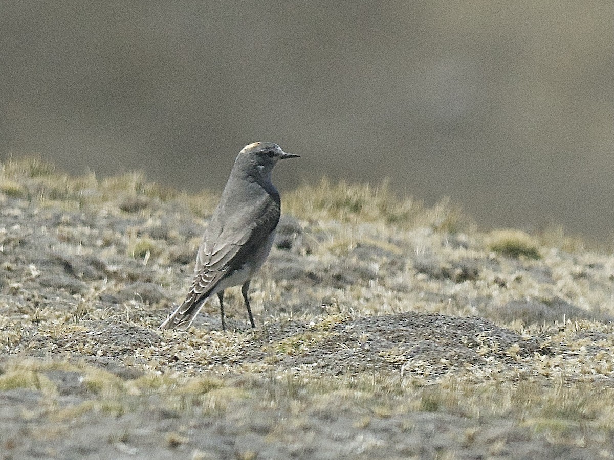 Ochre-naped Ground-Tyrant - ML609673416