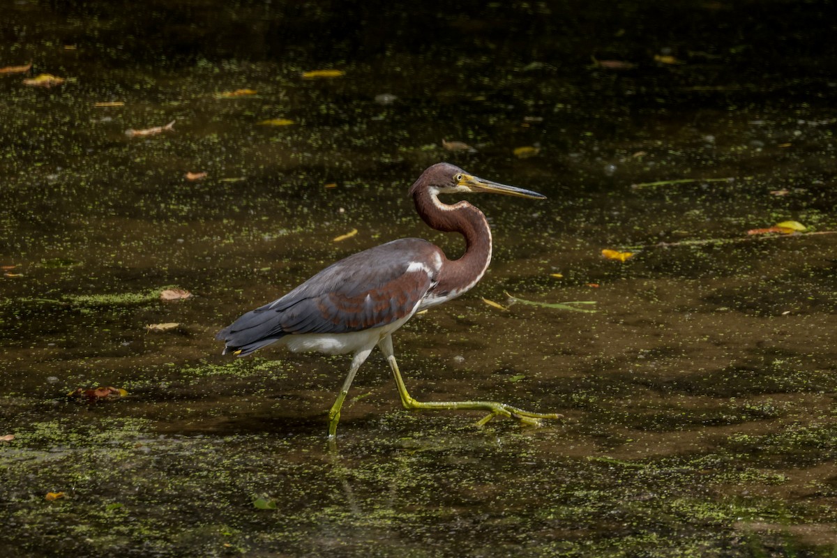 Tricolored Heron - ML609673497