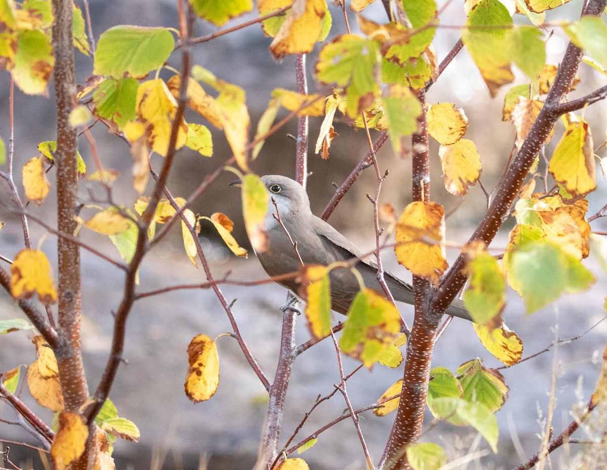 Yellow-billed Cuckoo - ML609673592