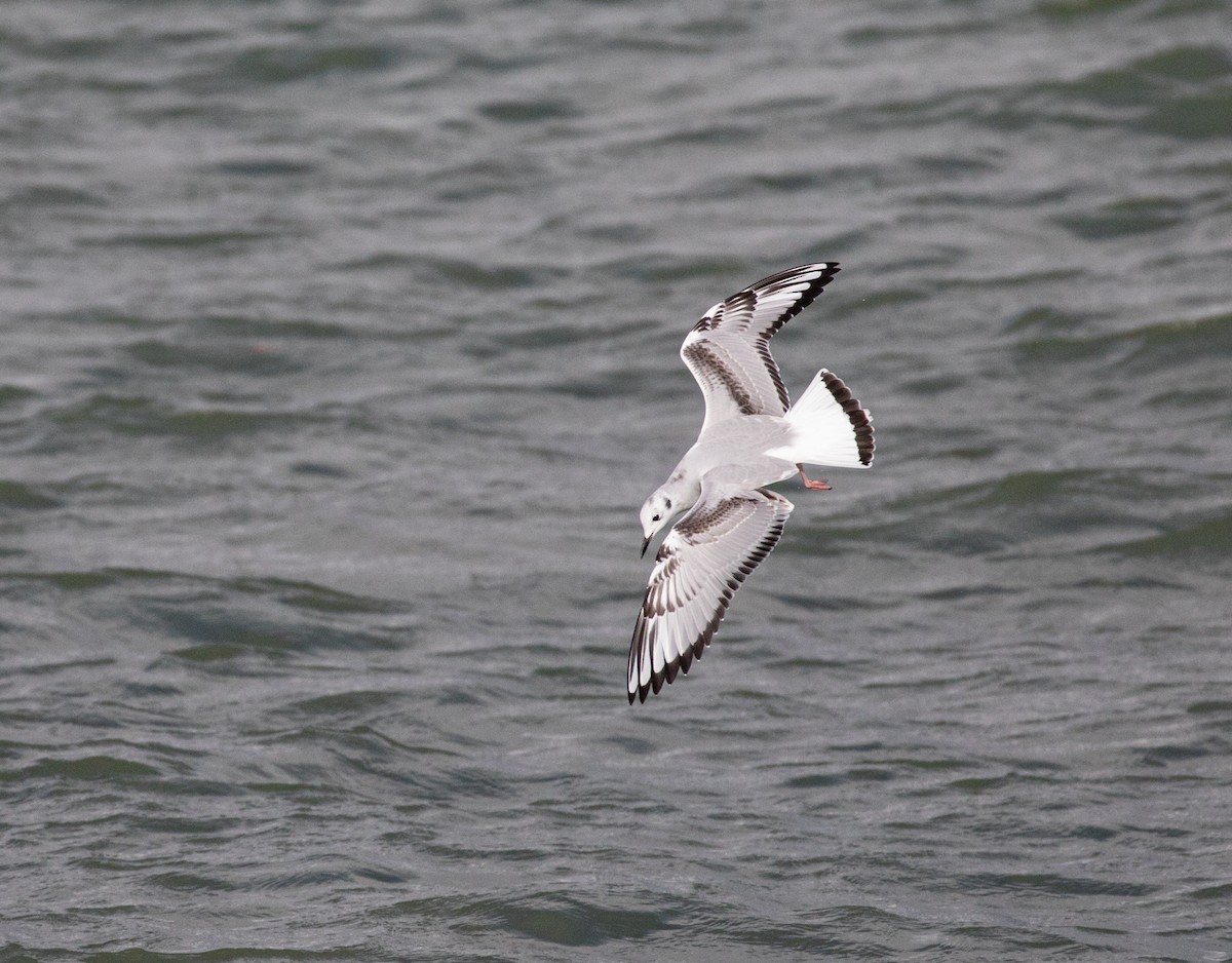 Bonaparte's Gull - ML609673605