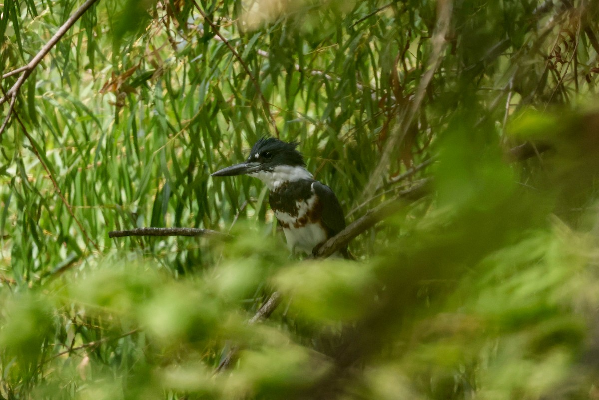 Belted Kingfisher - ML609673628