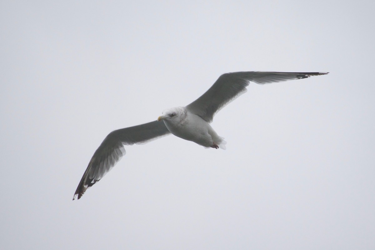 American Herring Gull - ML609673651