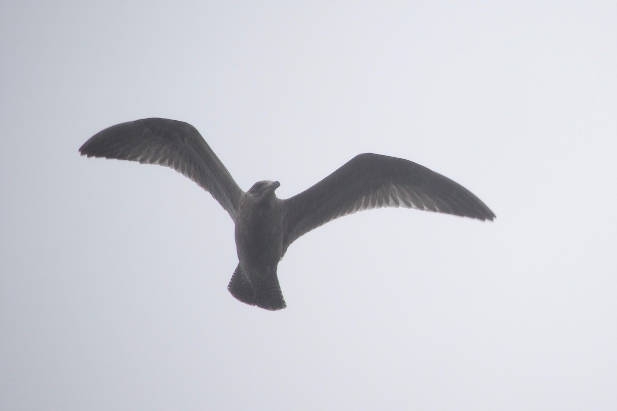 American Herring Gull - ML609673652
