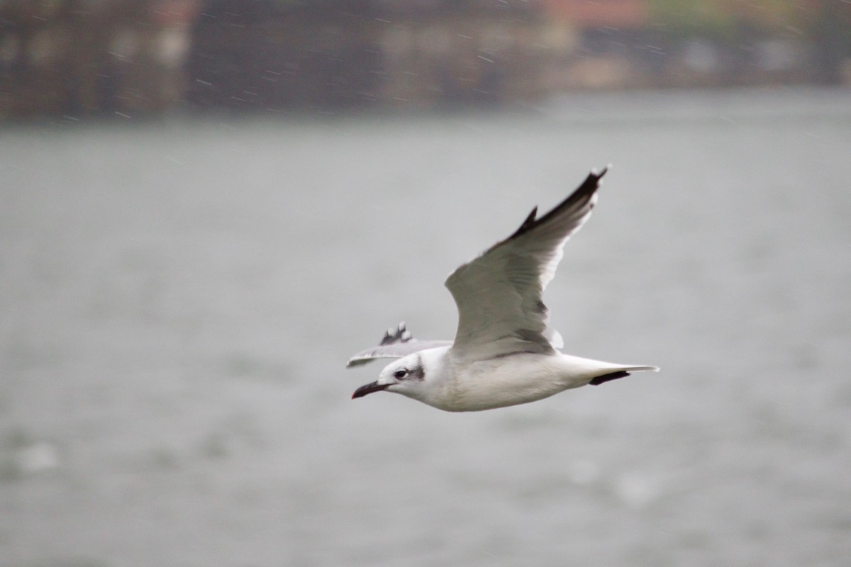 Laughing Gull - ML609673655