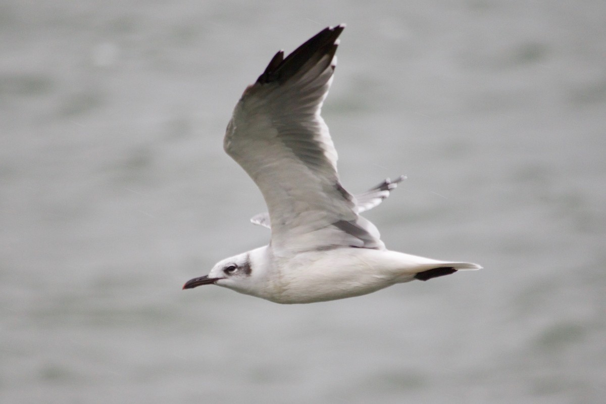 Laughing Gull - Loyan Beausoleil