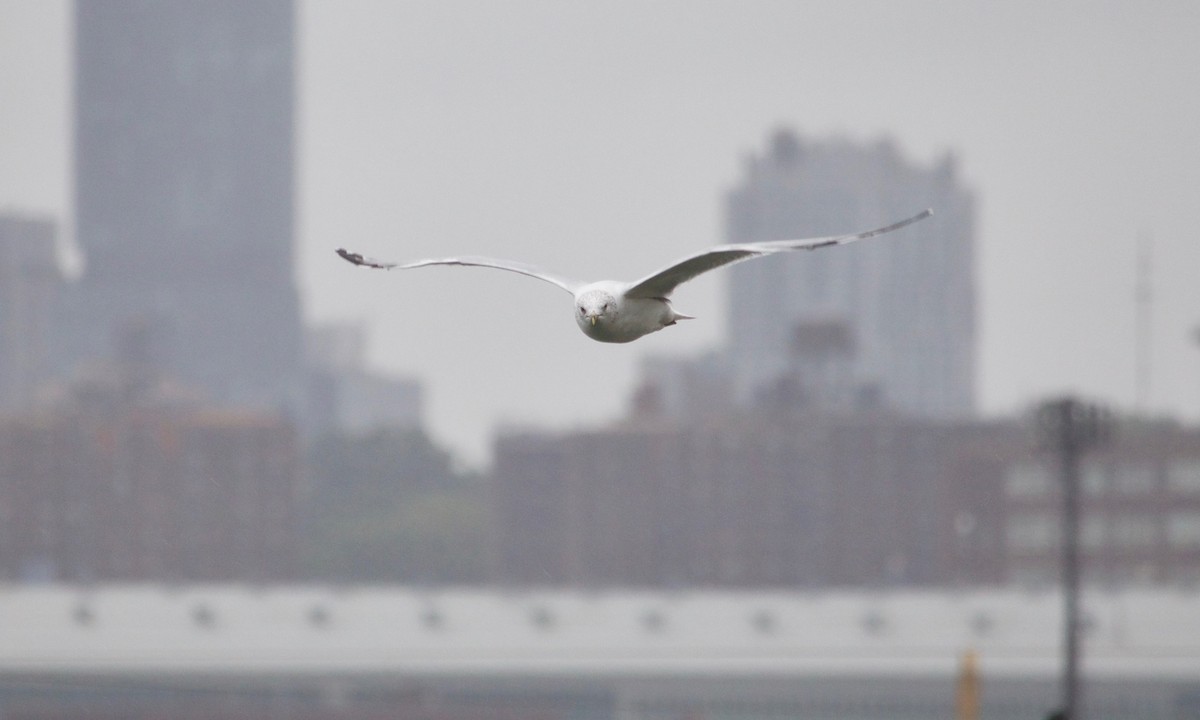 Ring-billed Gull - ML609673659