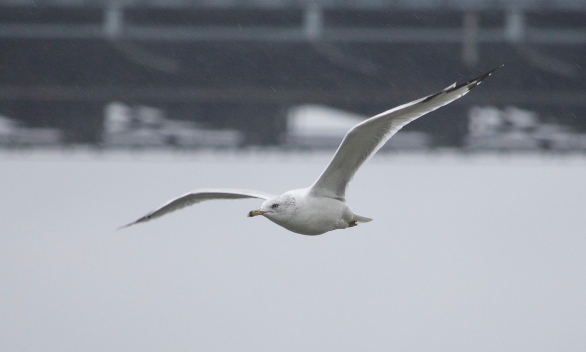 Ring-billed Gull - ML609673660