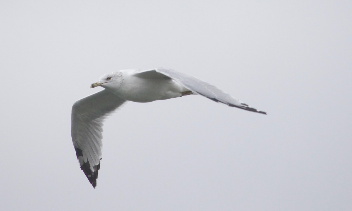 Ring-billed Gull - ML609673661