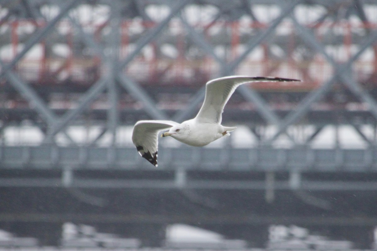 Ring-billed Gull - ML609673662