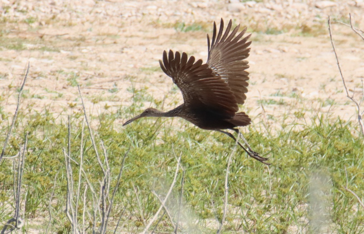 Limpkin - Randy Hesford