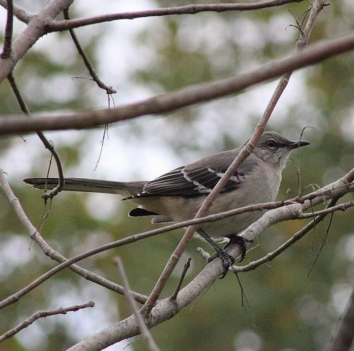 Northern Mockingbird - ML609673735