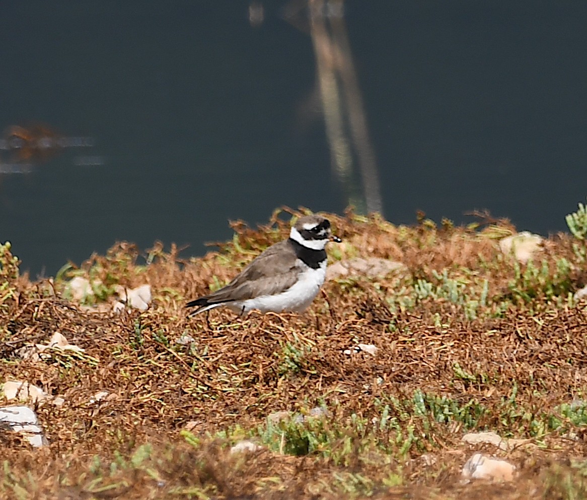 Common Ringed Plover - ML609673769