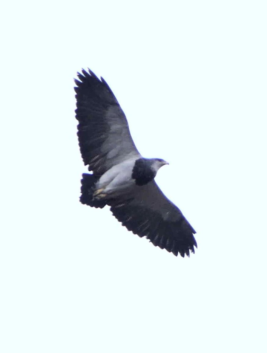 Black-chested Buzzard-Eagle - ML609673799