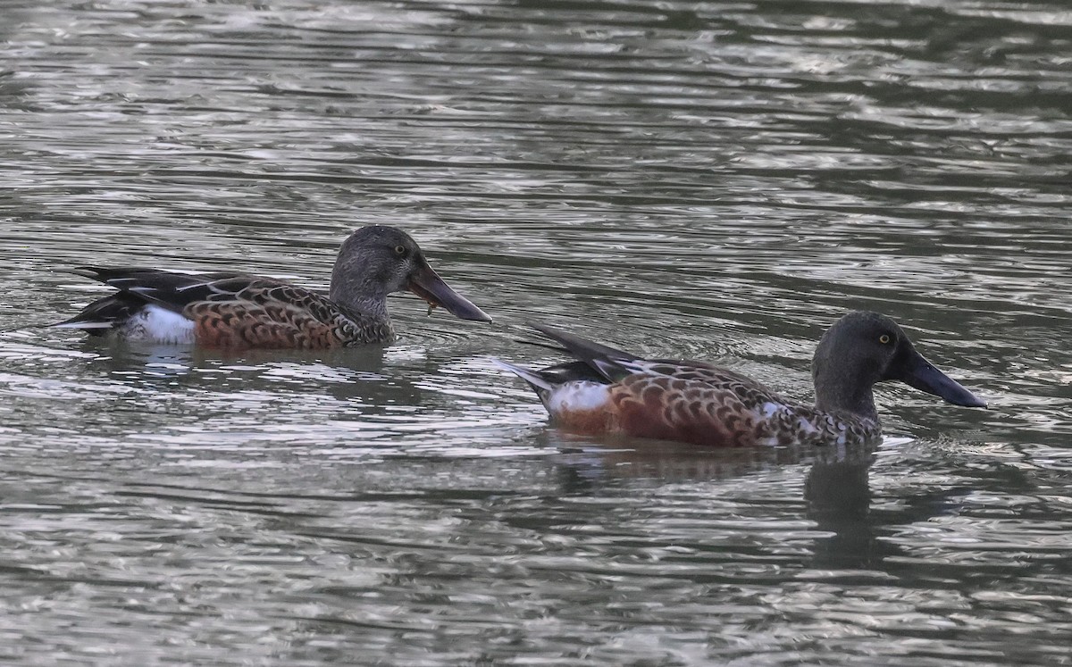 Northern Shoveler - ML609673802