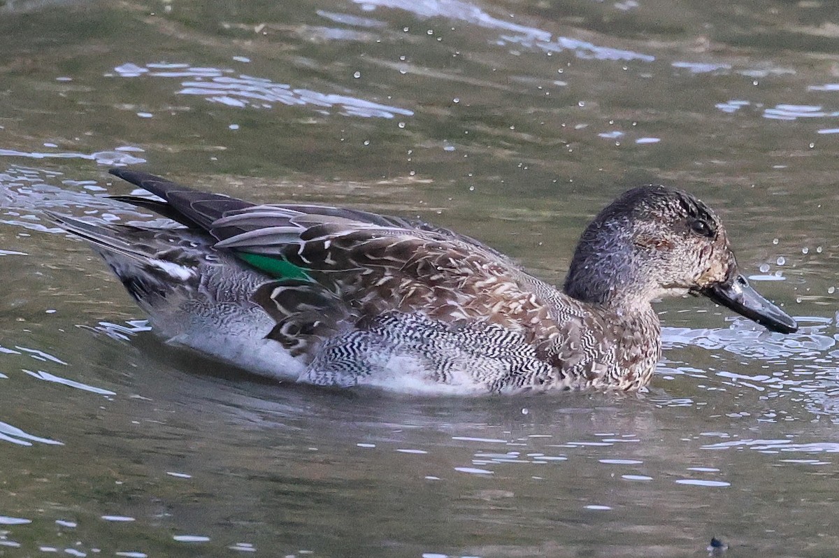 Green-winged Teal - Pam Rasmussen