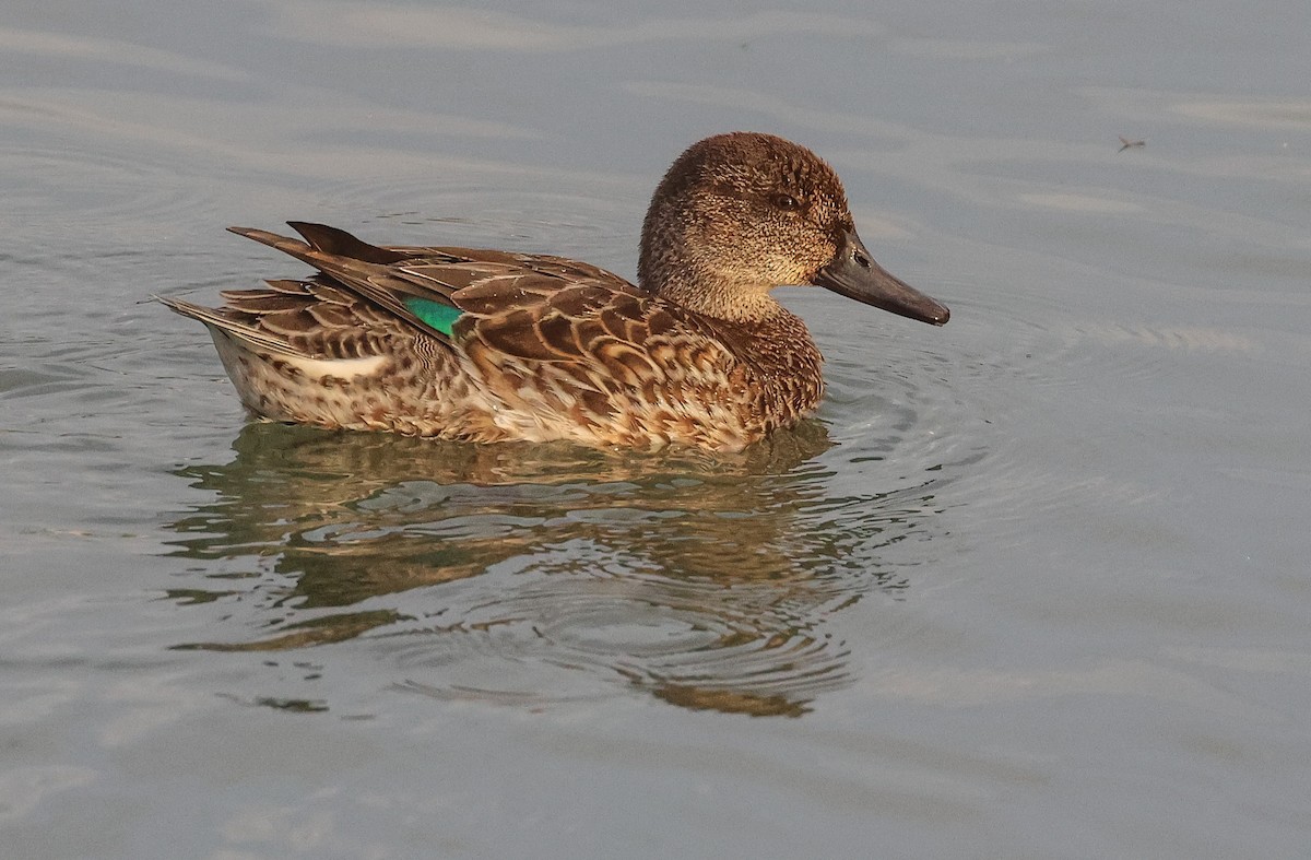 Green-winged Teal - Pam Rasmussen