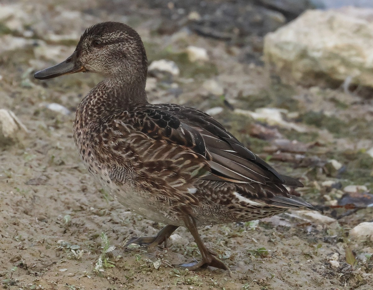 Green-winged Teal - Pam Rasmussen