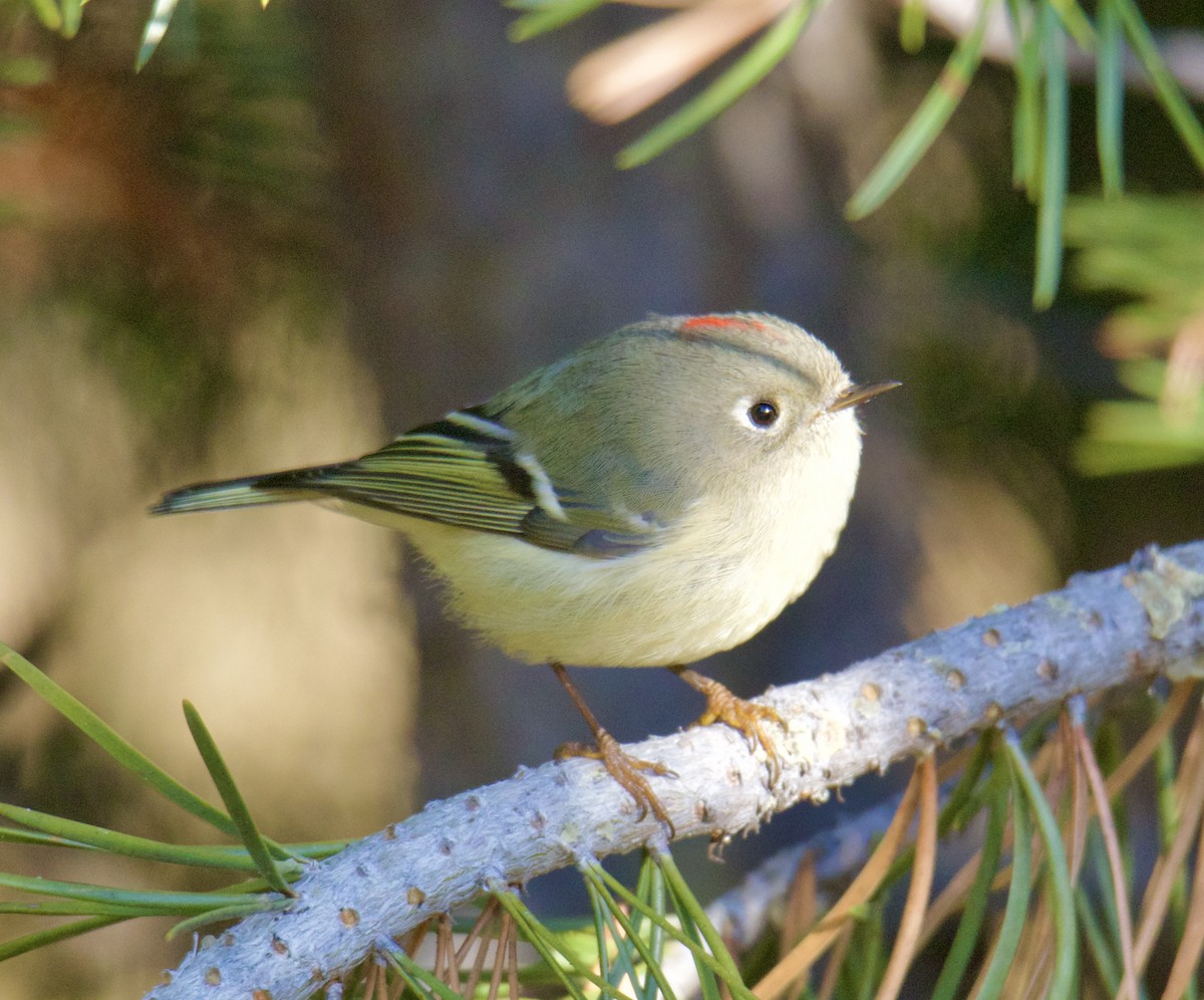 Ruby-crowned Kinglet - Jordan Juzdowski