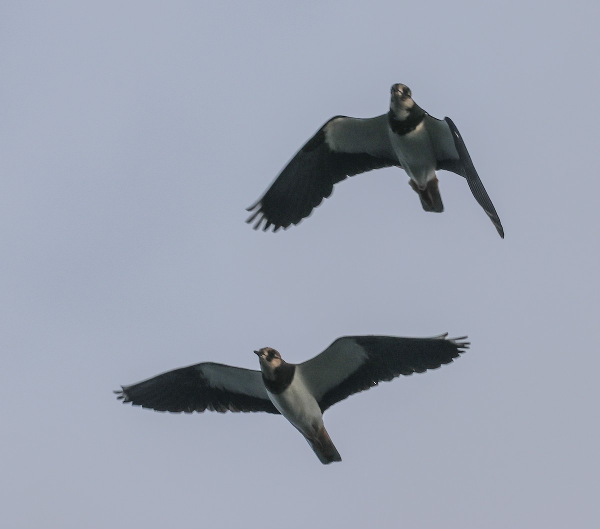 Northern Lapwing - Pam Rasmussen