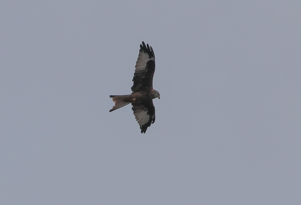 Red Kite - Pam Rasmussen