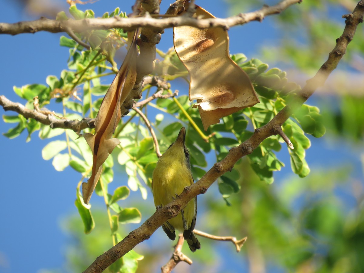 Maracaibo Tody-Flycatcher - ML609673919