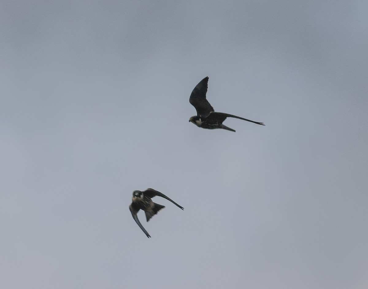 Eurasian Hobby - Pam Rasmussen