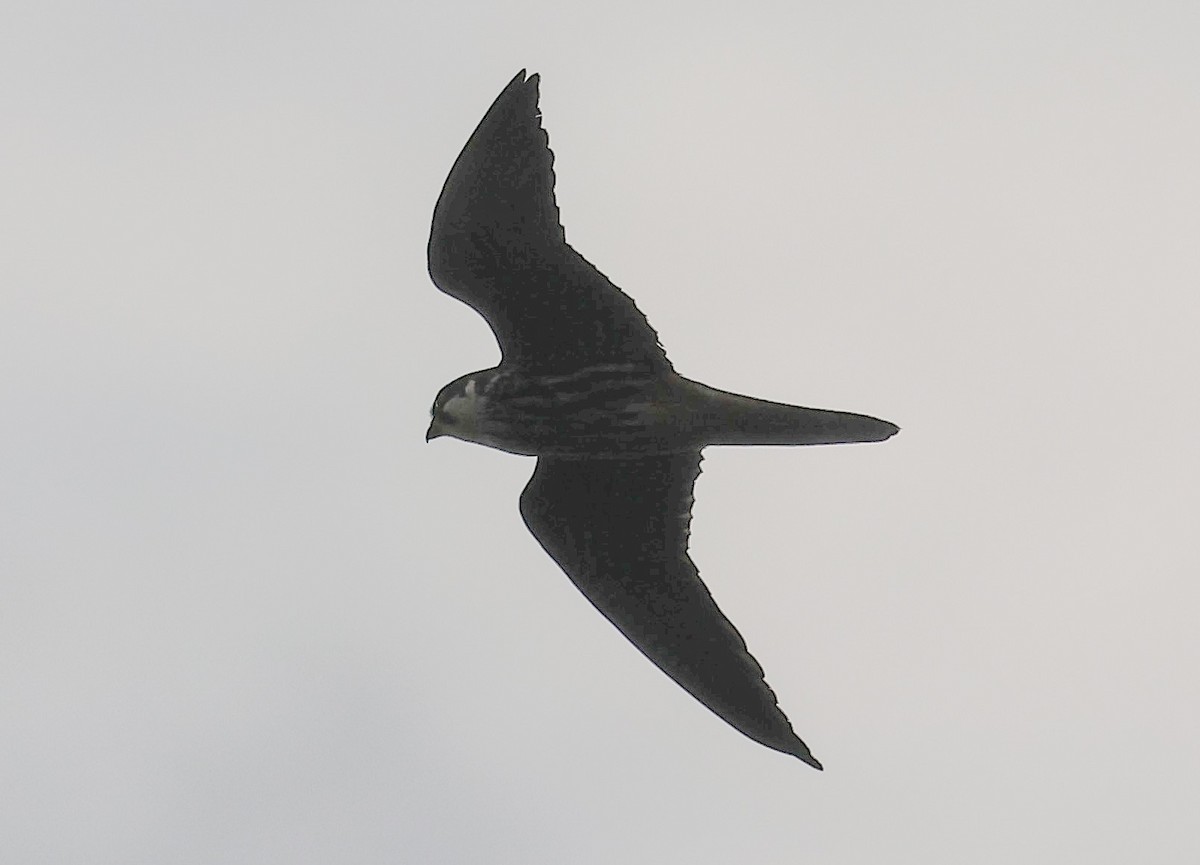 Eurasian Hobby - ML609673930