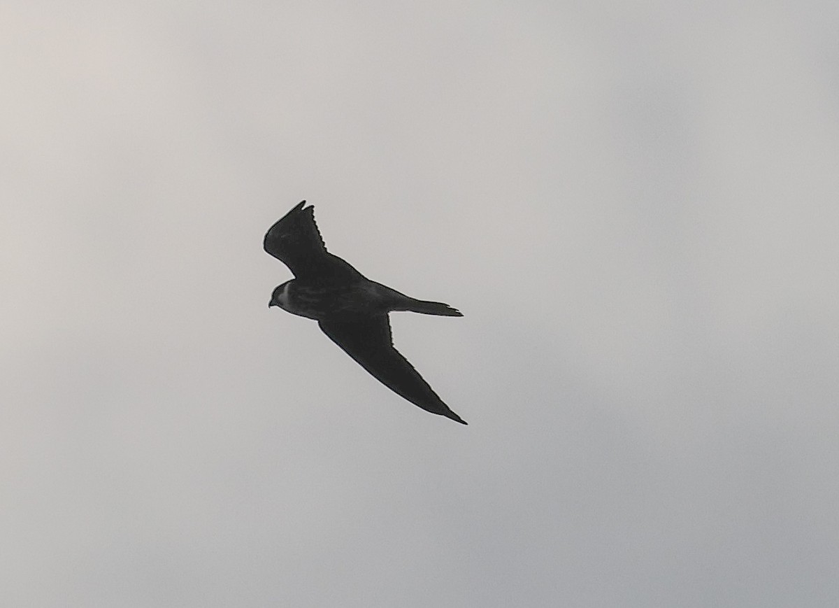 Eurasian Hobby - Pam Rasmussen