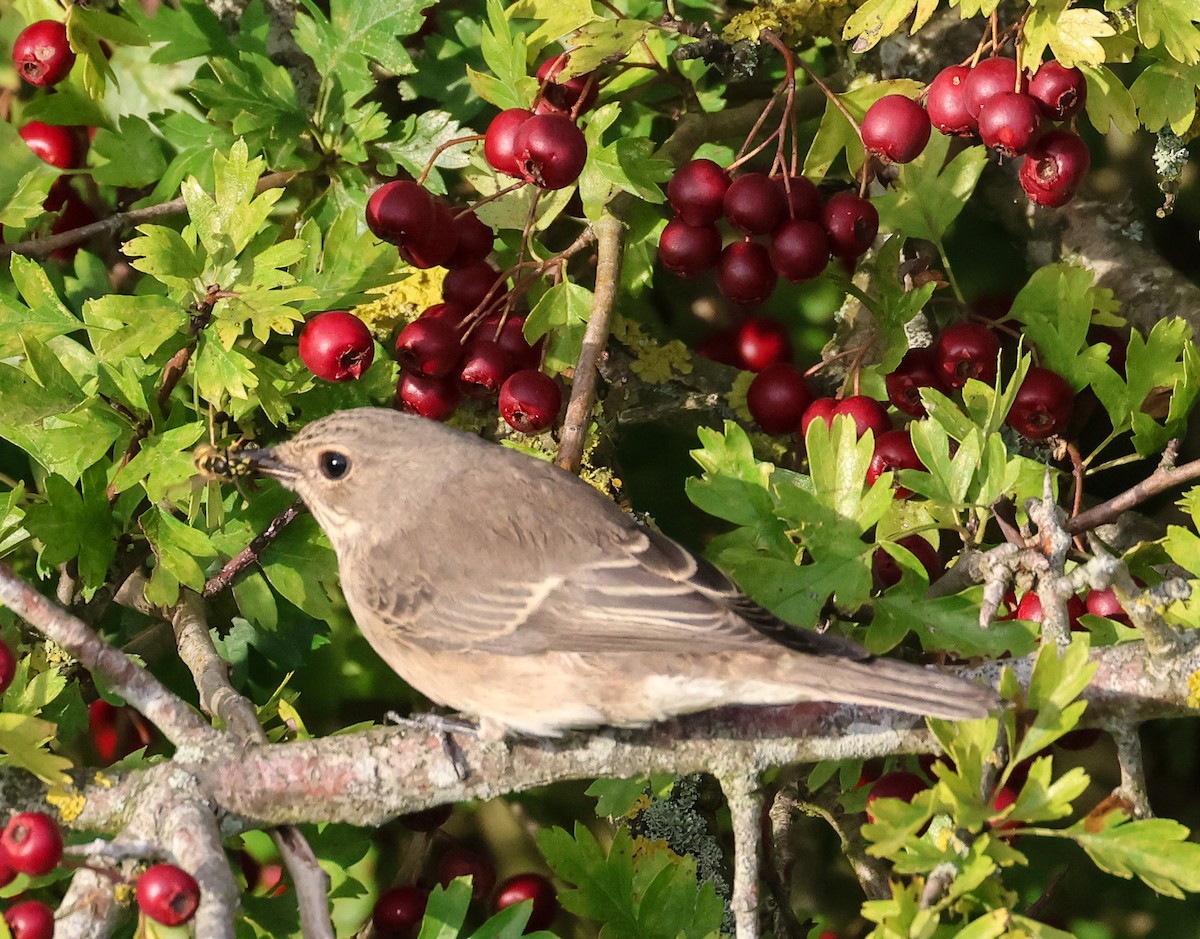 Spotted Flycatcher - Pam Rasmussen