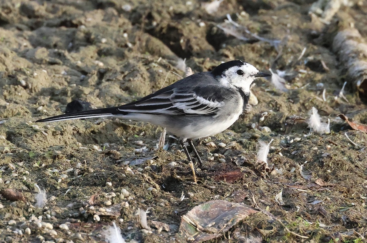 White Wagtail - Pam Rasmussen