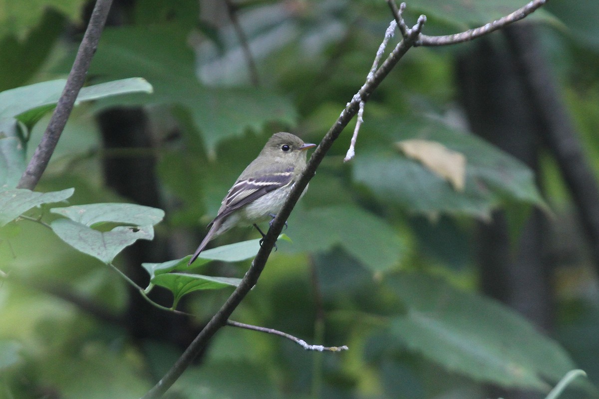 Yellow-bellied Flycatcher - Scott Cohrs