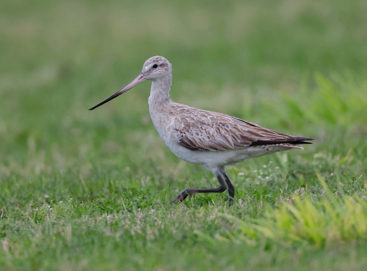Bar-tailed Godwit - ML609674140