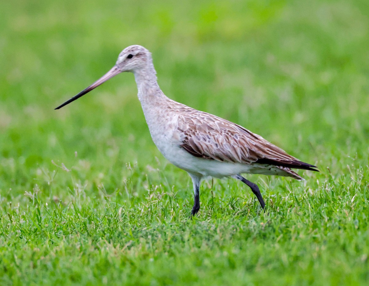 Bar-tailed Godwit - ML609674141