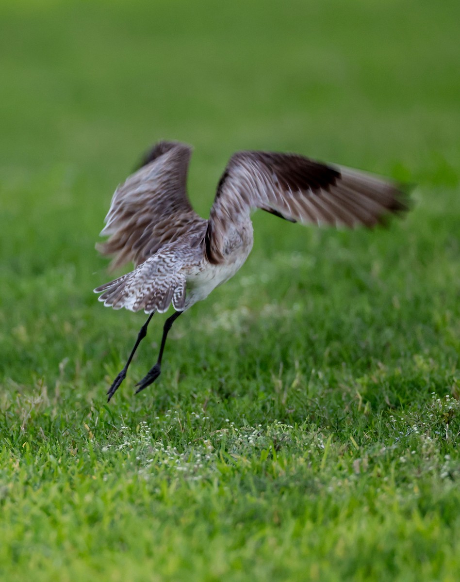 Bar-tailed Godwit - ML609674142