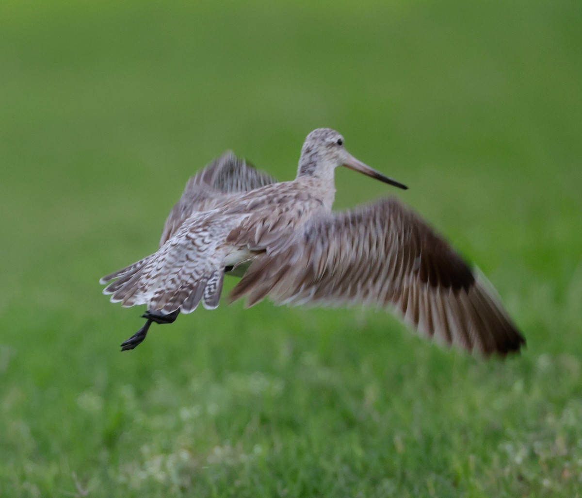Bar-tailed Godwit - ML609674143