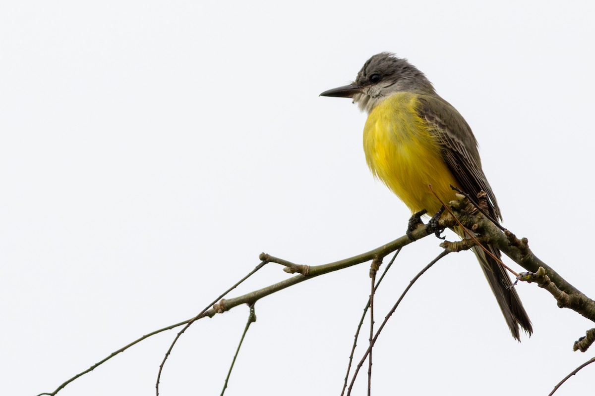 Tropical Kingbird - ML609674174