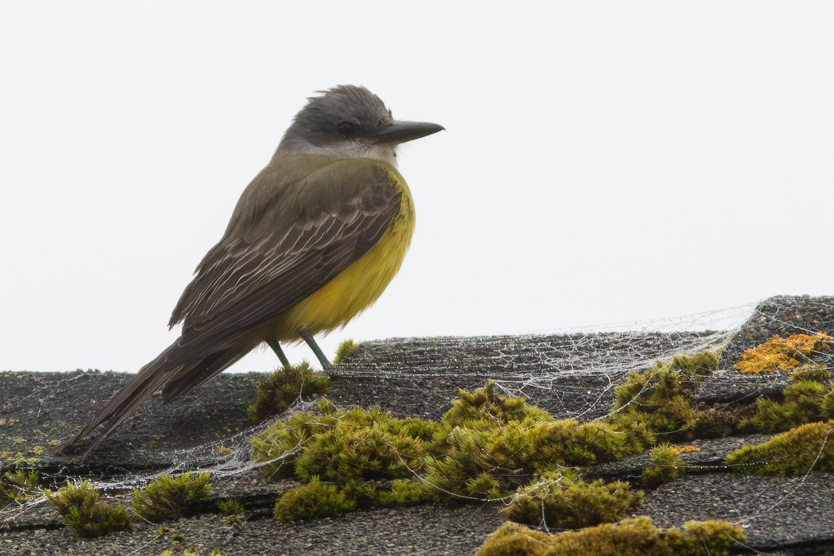 Tropical Kingbird - ML609674175