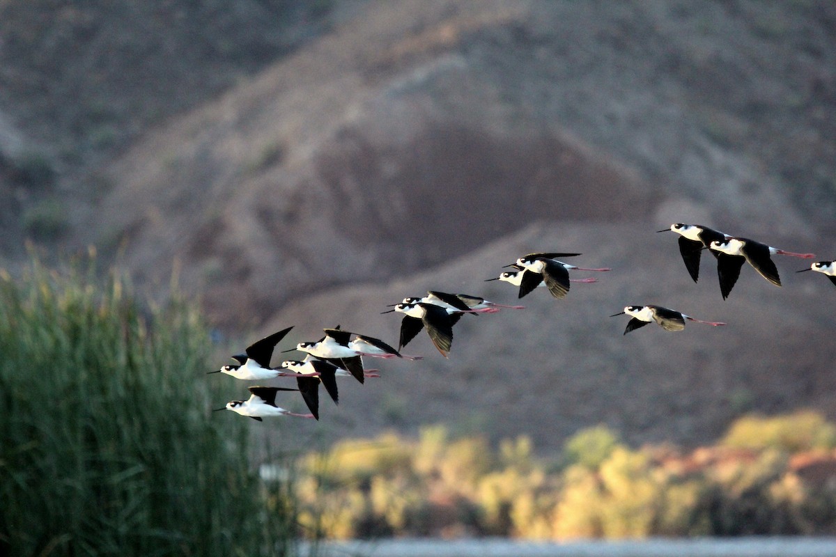 Black-necked Stilt - ML609674197