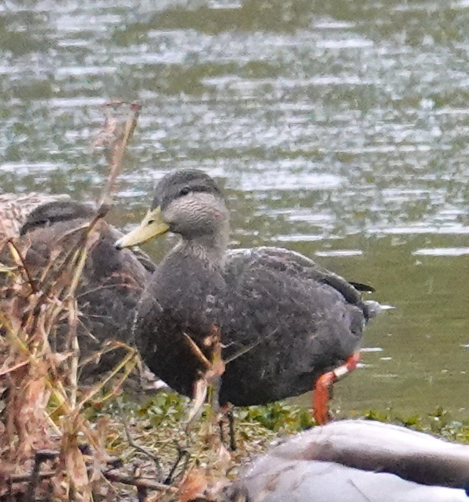 American Black Duck - Brian Lineaweaver