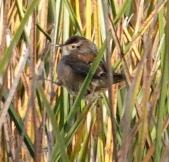 Marsh Wren - ML609674263